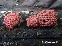 Attēlu rezultāti vaicājumam “Arcyria stipata”