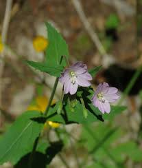 Attēlu rezultāti vaicājumam “Epilobium montanum leaf”