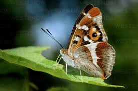 Attēlu rezultāti vaicājumam “Apatura iris”