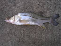 Image result for Centropomus undecimalis