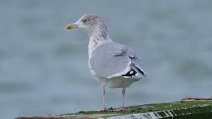 Attēlu rezultāti vaicājumam “Larus argentatus adult”