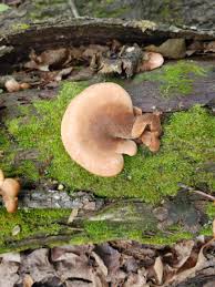 Attēlu rezultāti vaicājumam “Lentinellus ursinus”