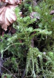 Attēlu rezultāti vaicājumam “Rhytidiadelphus triquetrus sporophyte”