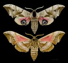 Attēlu rezultāti vaicājumam “Smerinthus ocellata”