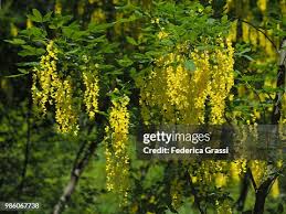Attēlu rezultāti vaicājumam “Laburnum alpinum”