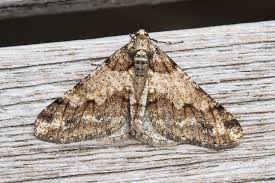 Attēlu rezultāti vaicājumam “Agriopis leucophaearia”