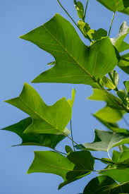 Attēlu rezultāti vaicājumam “Liriodendron tulipifera leaf”