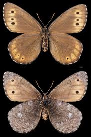 Attēlu rezultāti vaicājumam “Oeneis jutta”