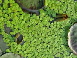 Attēlu rezultāti vaicājumam “Spirodela polyrhiza”