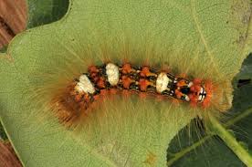 Attēlu rezultāti vaicājumam “Moma alpium”