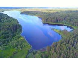 Attēlu rezultāti vaicājumam “Harpanthus flotovianus cells”