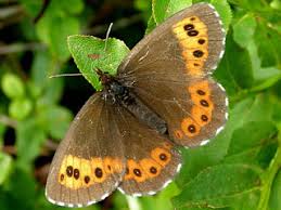 Attēlu rezultāti vaicājumam “Erebia ligea upperside”