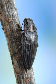 Attēlu rezultāti vaicājumam “Chalcophora mariana”