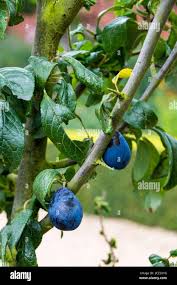 Attēlu rezultāti vaicājumam “Prunus domestica subsp. insitita fruit”