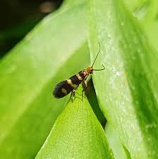 Attēlu rezultāti vaicājumam “Micropterix aureatella”