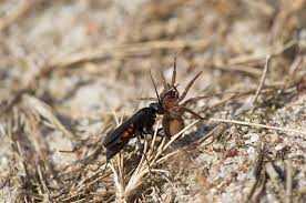 Attēlu rezultāti vaicājumam “Anoplius viaticus”