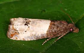 Attēlu rezultāti vaicājumam “Notocelia roborana”