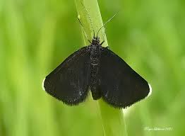 Attēlu rezultāti vaicājumam “Odezia atrata”