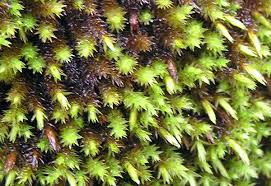 Attēlu rezultāti vaicājumam “Hedwigia ciliata sporophyte”