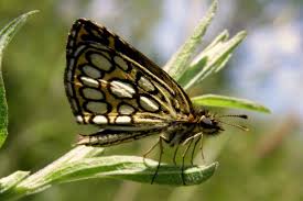 Attēlu rezultāti vaicājumam “Heteropterus morpheus underside”
