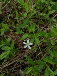 Attēlu rezultāti vaicājumam “Moehringia lateriflora flower”