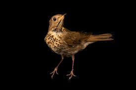 Image result for Catharus minimus