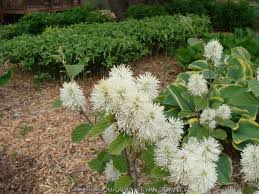 Attēlu rezultāti vaicājumam “Fothergilla major”