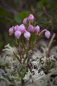 Attēlu rezultāti vaicājumam “Andromeda polifolia fruit”