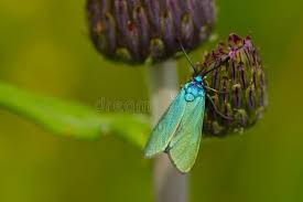 Attēlu rezultāti vaicājumam “Adscita statices”