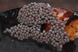 Attēlu rezultāti vaicājumam “Diderma umbilicatum stalked”