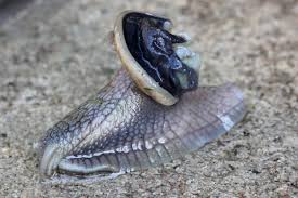 Attēlu rezultāti vaicājumam “Helix pomatia”