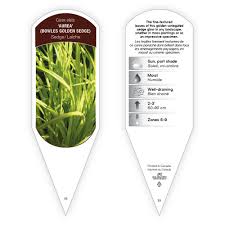 Attēlu rezultāti vaicājumam “Carex elata”