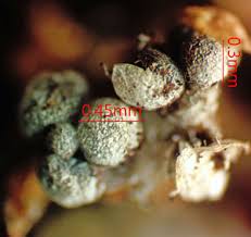 Attēlu rezultāti vaicājumam “Diachea dictyospora (syn. Craterium dictyosporum)”