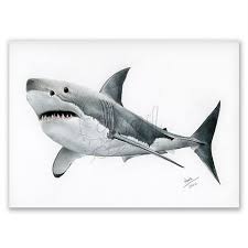 Image result for Carcharodon carcharias