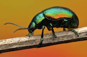 Attēlu rezultāti vaicājumam “Chrysolina fastuosa”