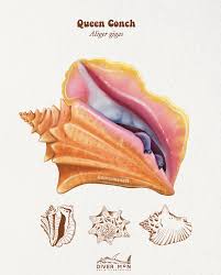 Image result for Aliger gigas