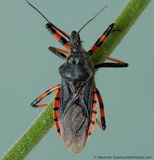 Attēlu rezultāti vaicājumam “Rhynocoris annulatus”