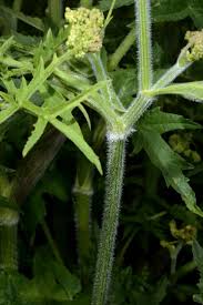 Attēlu rezultāti vaicājumam “Heracleum sphondylium subsp. sibiricum leaf”