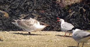 Attēlu rezultāti vaicājumam “Sterna sandvicensis”