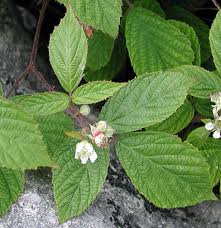 Attēlu rezultāti vaicājumam “Rubus saxatilis leaf”