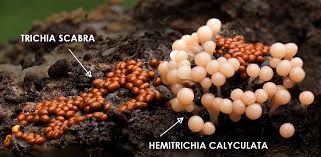 Attēlu rezultāti vaicājumam “Trichia scabra sessile”