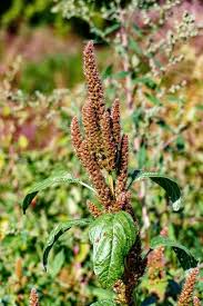 Attēlu rezultāti vaicājumam “Amaranthus retroflexus leaf”