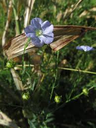 Image result for Linum usitatissimum