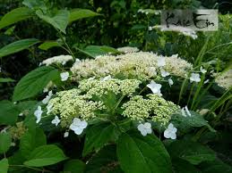 Attēlu rezultāti vaicājumam “Hydrangea arborescens subsp. discolor”