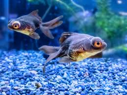 Image result for 出目金