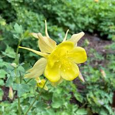 Image result for Aquilegia caerulea