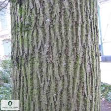 Attēlu rezultāti vaicājumam “Tilia platyphyllos subsp. cordifolia”