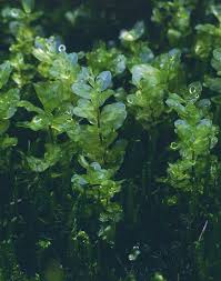 Attēlu rezultāti vaicājumam “Pseudobryum cinclidioides”