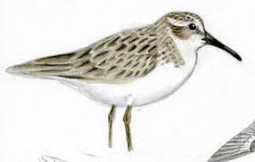 Attēlu rezultāti vaicājumam “Calidris falcinellus adult”