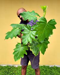 Attēlu rezultāti vaicājumam “Diderma radiatum”
